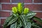 aphelandra flower. flowering nature bract. macro flowering aphelandra plant. green exotic flower. tropical natural flower plant.