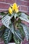 aphelandra flower. flowering nature bract. macro flowering aphelandra plant. yellow exotic aphelandra flower. natural flower plant