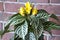 aphelandra flower. flowering nature bract. macro flowering aphelandra plant. yellow exotic aphelandra flower. natural flower plant