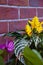 aphelandra flower. flowering nature bract. macro flowering tailflower plant. green exotic laceleaf flower. natural flower plant.
