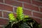 aphelandra flower. flowering nature exotical bract. macro flowering aphelandra plant. green exotic flower. natural flower plant.