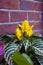 aphelandra flower. flowering nature exotical bract. macro flowering aphelandra plant. yellow exotic flower. natural flower plant.