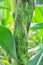 Aphid Aphidoidea on a green cob of corn