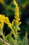 Aphid close-up on canadian goldenrod, wildflower on a green background. Close up macro