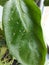 Aphid close up on a green leaf