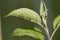 aphid colonies on fresh green leaves