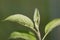 aphid colonies on fresh green leaves