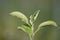 aphid colonies on fresh green leaves