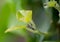 Aphid colony in a plant