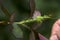 Aphid colony on the young rose bud. Farmer inspecting the plant and the pest