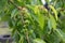 Aphid fruit tree disease fungus, twisted leaves on cherry, garden pest
