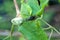 Aphid - greenfly, blackfly - Aphidoidea on flower bud