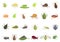 Aphid icons set cartoon vector. Insect summer nature