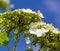 Aphid on the inflorescence of viburnum. pest agro-industrial crops