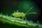 Aphid Insect Close Up