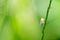 Aphid insect in green nature