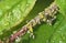 Aphid insects on a branch