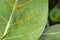 Aphid insects on a tender leaf near Pune, Maharashtra, India