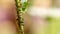 Aphid, a pest, on an apple tree branch. The insect feeds on the plant\\\'s juices, destroying the leaves, spreading diseases and
