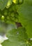 Aphid rhubarb (viteus vitifoliae) improperly called before Phyloxera on vine leaves