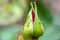 Aphid on a rose closeup, macro photo of harmful insects