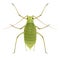 Aphid. Schizaphis graminum. Greenfly