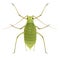 Aphid. Schizaphis graminum. Greenfly