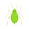 Aphid vector icon