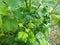 Aphid on a viburnum, harmful insect, twisted leaves