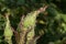 Aphides on green leaf background close up detail