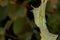 Aphides on green leaf background close up detail