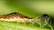 Aphidoletes aphidimyza & aphids