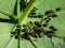Aphids and ant on a Nasturtium flower leaf