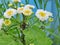 Aphids and ants on a flower stalk Pyrethrum