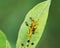 Aphids Aphidoidea superfamily feed on the sap of plants and secrete a sugary substance called honeydew.