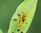 Aphids Aphidoidea superfamily feed on the sap of plants and secrete a sugary substance called honeydew.