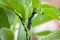 Aphids, black fly black bean aphids on broad bean plant, UK