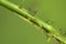Aphids on a branch, orchard, garden insects,