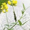 Aphids is breeding on stem of Lathyrus pratensis. Colony of the green aphid on the yellow flower in the city park