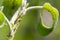 Aphids colony on the apple tree. Insects greenfly macro. Biological pesticide.