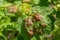 Aphids curled foliage, close up Leaf curled on cherry tree, Prunus sp, caused by Black cherry aphid, black cherry aphid