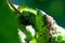 Aphids damage leaves parasite pest