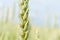 Aphids feed on an ear of barley