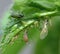 Aphids feeding