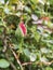 Aphids, greenfly sap-sucking on rosebud