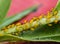 Aphids have infested this milkweed. Asclepias tuberosa.