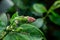 Aphids infested plant of hibiscus in the garden. Aphids are sucking pest which damages the plant by sucking plant sap and infect