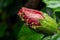 Aphids insects on the bud of red hibiscus flower. Used selective focus