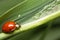 Aphids and a ladybird