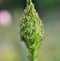 Aphids macrosiphum rosae on a rose